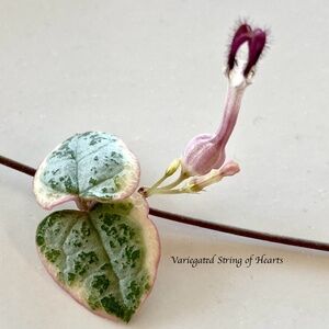 2 LIVE String of Hearts VARIEGATED succulent plant CUTTINGS slips